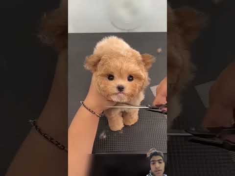 Cute dog #dog #puppy #doglover #pomeranian #pets #amazingfacts #automobile
