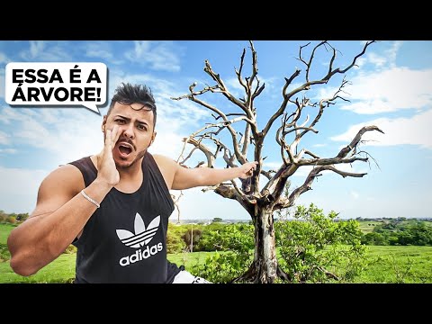 A HISTORIA DA LENDA DA ARVORE