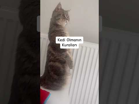 Kedi Olmanın Kuralları❣️