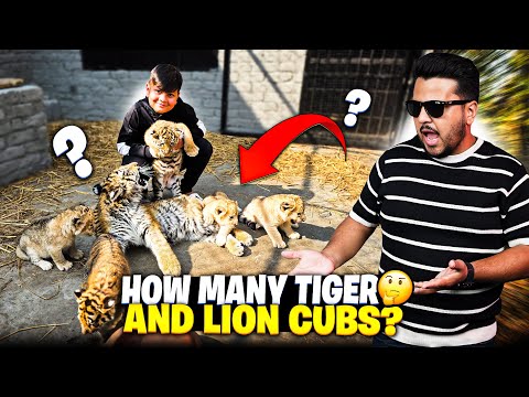 So Many Lion and Tiger Cubs 😍 Azan Khush Ho Gaya 😅 | Nouman Hassan