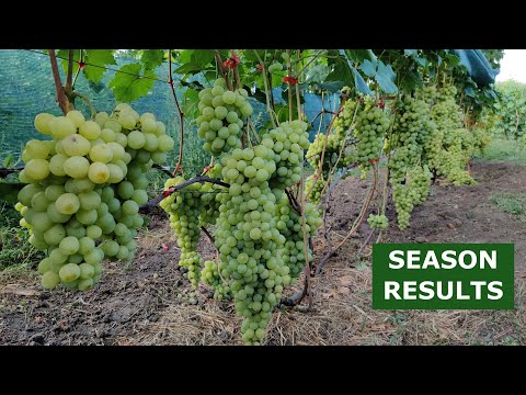 Grapes Galore: Unveiling the Season's Success 2023 🍇🍇🍇