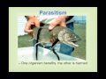Keystone Species and Ecosystem Interactions