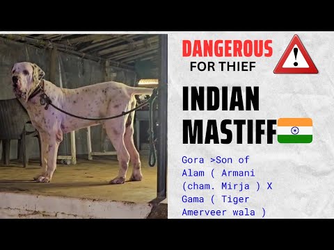 Pakistani Bully Top Blood Line Gora | 34+ Height Huge Size Indian Mastiff Dog in India 🇮🇳  .