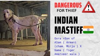 Pakistani Bully Top Blood Line Gora | 34+ Height Huge Size Indian Mastiff Dog in India 🇮🇳  .