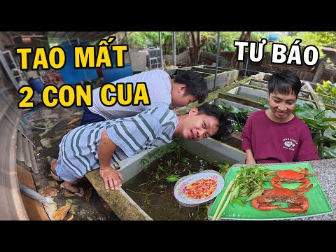 Anh Nhí Betta Bị Mất 2 Con Cua Biển Và Kế Hoạch Siêu Báo
