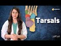 Foot Arches and Tarsal Bones