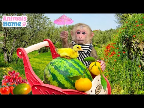 BiBi took the duckling to pick fruit and went home to make ice cream