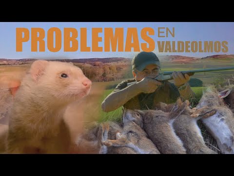 Problemas en Valdeolmos con los conejos