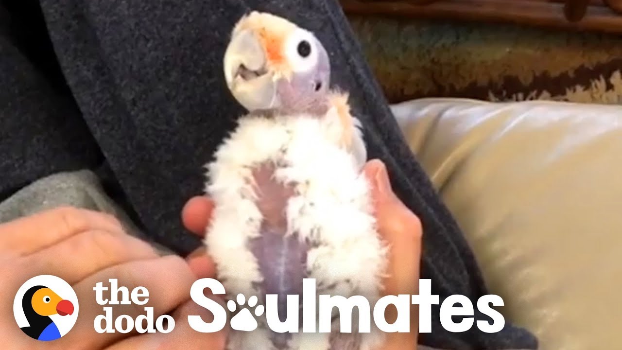 This Guy Wasn't A Bird Fan Until He Met This Little Bald Cockatoo Soulmates