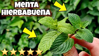 🍃 Estas 2 PLANTAS AROMÁTICAS son las MEJORES para Tenerlas en Casa por esto ! Menta y Hierbabuena