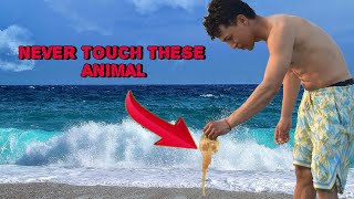 2 Dangerous Ocean Creatures You Should Never Touch