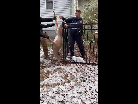 Greece police free injured deer from fence