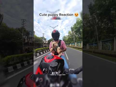 Cute puppy Reaction ZH2 Superbike 😍 #shortsfeed #puppy #bikelover #motovlog #motorcycle #ytshorts