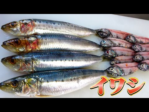 イワシのような深海魚！ズル向けのハダカイワシが美味しすぎた！