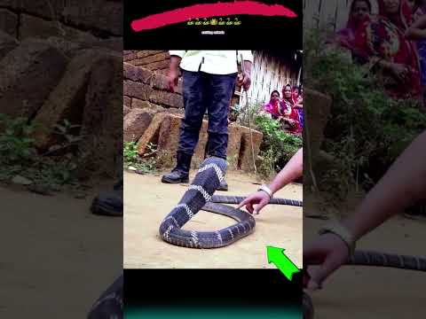 طريقة التعامل مع ثعبان الكوبرا الصحيحه 😎