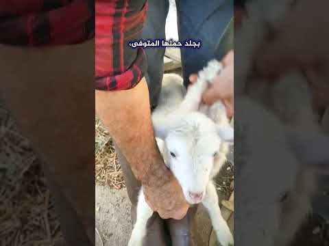 لن تصدق الطريقة الغريبة التي يعتمدها المزارعون لرعاية الحمل اليتيم 😨 #shorts