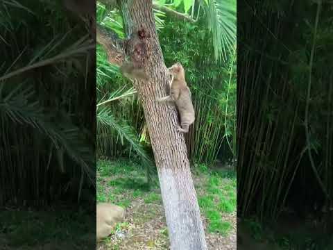The cat is hunting