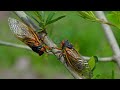 Cicada Chaos and Its Impact on Food Chains