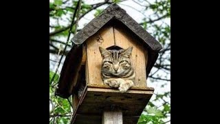 😺 Покормите птичку! 🐕 Смешное видео с собаками и кошками! Вы будете смеяться! 😸