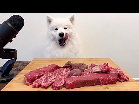 [ASMR] 부위별 소고기 먹방하는 강아지