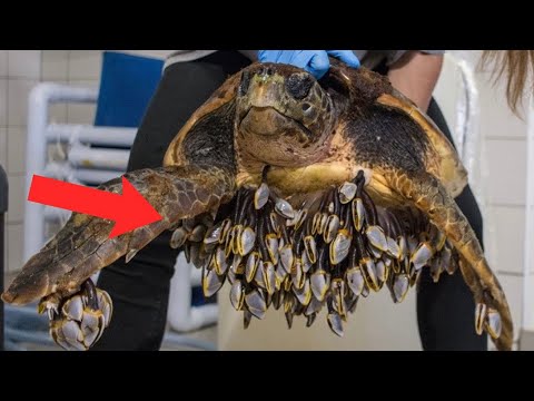 “寄生惡魔”藤壺，到底有多可怕？看看鯨魚和海龜的下場就懂了 - YouTube