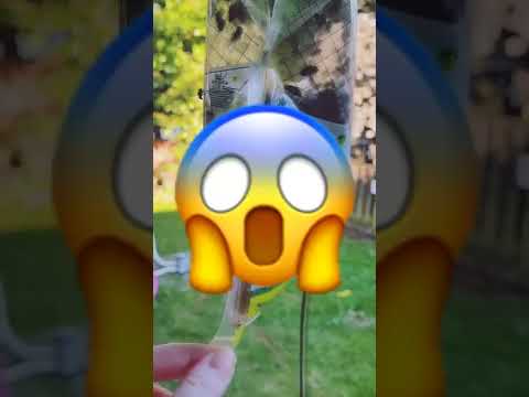 VOICI L'INTÉRIEUR DE LA BOUCHE D'UNE MOUCHE 🪰😨 #Shorts #Animaux