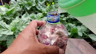 Kulit Bawang Sebagai Pestisida Super Ampuh Untuk Mengatasi Hama | Urban Farming