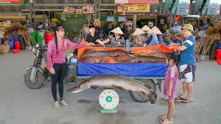 Pulled Net Caught Big Fish Weighing 16KG, Use 3-Wheeled Truck Transport Many Fish Sell For Villager