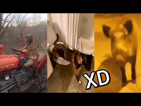 😂 VIDEO MEMES RANDOM XD #50, Si Te Ries Pierdes, Videos De Risa, Funny Tiktok, Try Not To Laugh