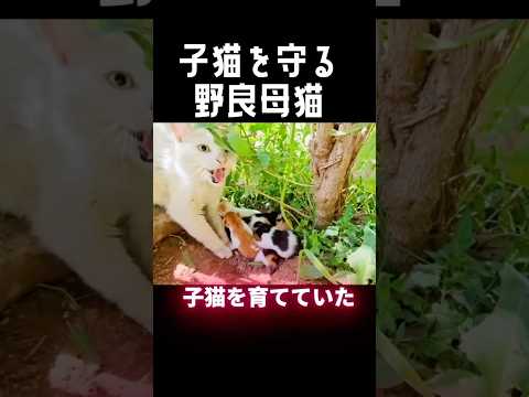 子猫を守る野良母猫の愛情とは..！！#可愛い #動物保護