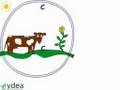 Exploring the Carbon Cycle and Its Impact on Global Warming