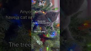 Christmas tree cat. #cat #graycat #christmastree