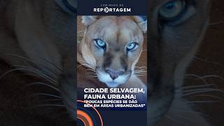 Caminhos da Reportagem | Cidade selvagem, fauna urbana