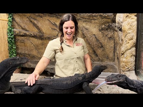 Meeting Gilly the Black Dragon🙌🤩