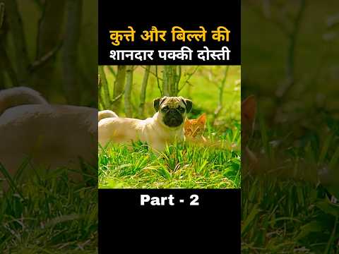 कुत्ते और बिल्लै की शानदार दोस्ती पार्ट 2 #shorts
