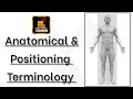 Anatomical Terminology and Movements