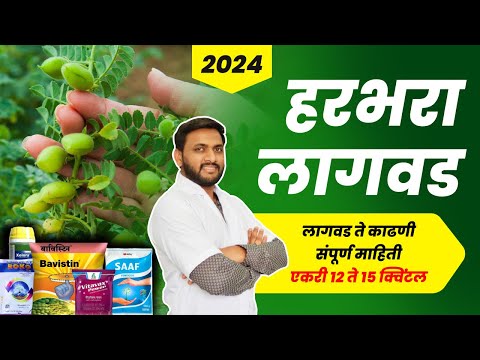 हरभरा लागवड माहिती 2024 | harbhara lagwad mahiti marathi | chickpea farming #bharatagri #harbhara