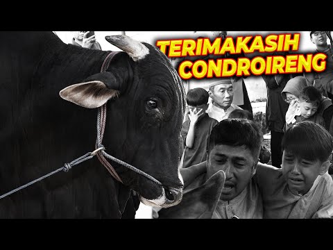 SAPI GAGAH CONDROIRENG PAMIT !