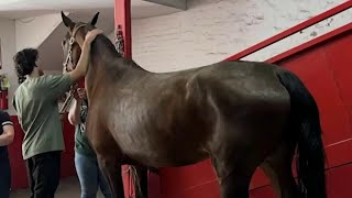 Outrage mounts after NYC carriage horse collapses, dies on street in Hell's Kitchen