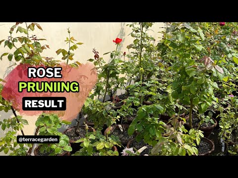 Effect of Pruning Roses : A Path to New Growth