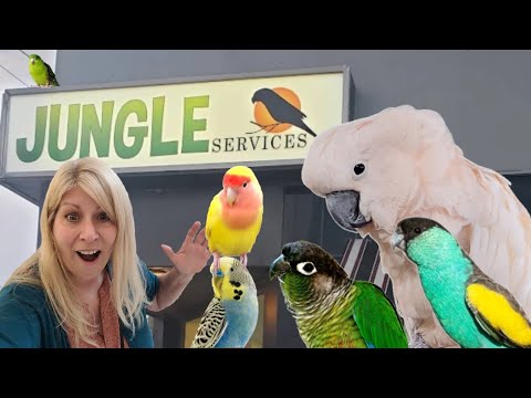Come Explore Jungle Services Bird Store With Me! The Best Bird Store!