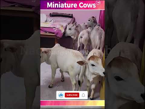 Mini Cows # Miniature Cows # Punganuru cows # nadipathy Goshala # worlds shotest cows breed