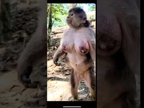 Молча завидуем 🤪we silently envy #funny #comedy #смешнойшортс #смешно #humor #monkey #смех #fyp