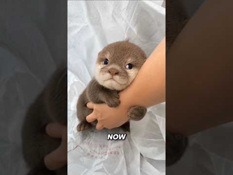 This Otter Deserves a Like 🦦❤️