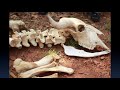 Forensic Anthropology and Bone Analysis