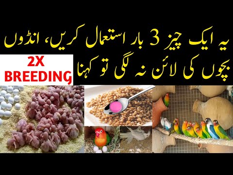 Birds breeding formula | budgies parrots natural breeding formula | Best breeding formula