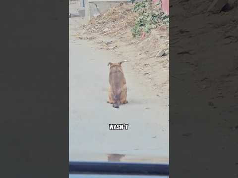 The pround and confident jumping dog✨#shortvideo #cute #dog #pets