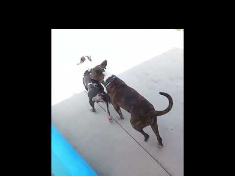 click to play the video