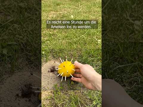 Leg es neben das Ameisennest. Die Ameisen werden sofort verschwinden