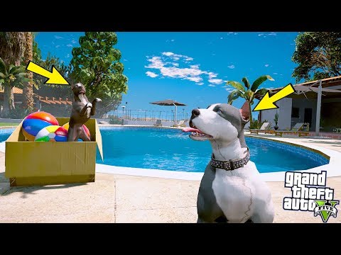 YAVRU PİTBULL ABİSİ KAOS'LA SAKLAMBAÇ OYNUYOR! - GTA 5